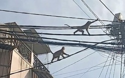 Đàn khỉ lang thang "tung hoành" giữa khu phố ở TP.HCM, người dân bất an, đóng cửa "im thin thít"