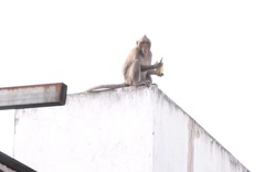 Sẽ đưa đàn khỉ hoang trộm trái cây, bê cả ông địa tháo chạy ở Sài Gòn về môi trường tự nhiên