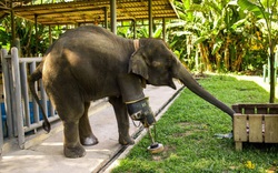Câu chuyện cảm động về Mosha, nàng voi thiếu một chân