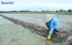 Quảng Ngãi: Ốc bươu vàng xuất hiện bất ngờ, nông dân diệt không xuể, núp trong bạt đêm bò ra cắn phá ớt