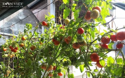 Mẹ đảm mách cách trồng cà chua trên ban công cho quả sai trĩu trịt