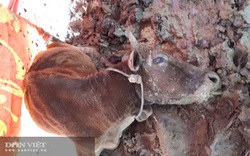 Quảng Trị: Bác bỏ tin một xã có gần 400 con trâu, bò chết rét