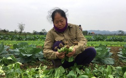 Hà Tĩnh: Dân làng rau Mai Hồ tất bật ra đồng chăm rau, bí quyết gì mà ngày nào cũng có nửa triệu?