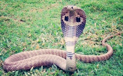 Bạn có biết cách phân biệt những loài rắn độc ở Việt Nam?