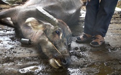 60 con trâu, bò, dê, nghé, lợn ở miền núi tỉnh Yên Bái chết rét