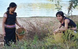 Những thứ rau rừng đặc sản tên độc lạ ở tỉnh Kon Tum, nếm thử một lần nhớ cả đời