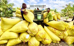 Giá nông sản hôm nay (14/1): Gạo khẳng định giá trị cao trên thị trường quốc tế, lợn hơi vẫn tăng từng ngày