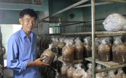 Đà Nẵng: Tiền vốn Quỹ Hỗ trợ nông dân đang giúp nhiều nông dân có việc làm thường xuyên, tăng thu nhập