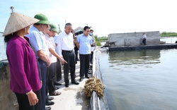 Có tem "thông hành", nông dân miền biển Cố đô tự tin làm ra nhiều con giống "ông ăn bà khen" nhất Việt Nam