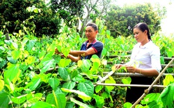 Tuyên Quang: Trồng đủ thứ rau rừng đặc sản, ít phải chăm nom mà hái bán chạy như tôm tươi