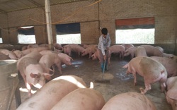 Thứ trưởng Bộ NNPTNT khẳng định, Tết Tân Sửu giá thịt lợn không tăng đột biến