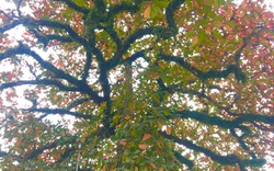 "Cụ" cây bàng cổ gần 250 tuổi ở Nghệ An, xòe tán rộng 15m chuyển lá màu đỏ, quyến rũ đến lạ kỳ