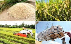 Giá nông sản hôm nay (15/1): Lợn hơi lên mức cao nhất 86.000 đồng/kg, lúa gạo ổn định