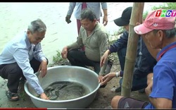 Một nông dân tỉnh Đồng Tháp "sáng chế" cách nuôi con đặc sản độc đáo: Cho cá heo ở với cá chạch lấu