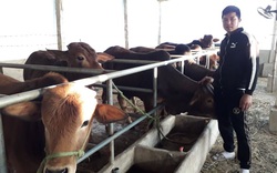 Thái Nguyên: Lạ, nuôi bò vỗ béo cho uống đường phên trộn với phế phẩm này, cứ nuôi 1 con nông dân lãi 1 triệu/tháng
