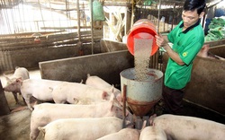 Giá nông sản hôm nay (17/1): Lợn hơi liên tục tăng giá trong tuần, tiêu chưa có dấu hiệu khởi sắc