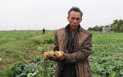 Thu hàng trăm triệu đồng từ trồng khoai tây Hà Lan