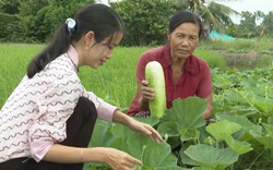 Bạc Liêu: Mô hình đa canh trên đất bờ vuông cho cuộc sống "khấm khá"