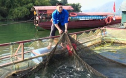 Đưa cá ra sông Đà nuôi, ung dung thu lãi 160 triệu đồng