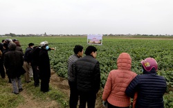 Nam Định: Trồng giống khoai tây từ Hà Lan, nông dân thu nhập hàng trăm triệu