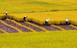 Cán bộ, công chức có được mua đất trồng lúa theo Luật mới?