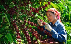 Giá nông sản hôm nay (18/1): Lợn hơi tại nhiều tỉnh thành nhích nhẹ, cà phê đi ngang