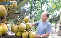 Lạc vào khu vườn trồng 100 cây dừa của một ông nông dân tỉnh Quảng Ngãi, cây thấp tè đã ra nhiều trái to bự