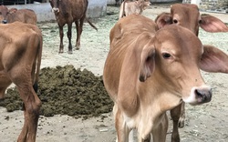 Đồng Nai: Cận cảnh trang trại nuôi bò "khủng", mới lấy phân thôi mà ông nông dân này lời 1 tỷ/năm