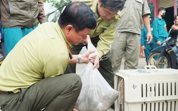 Đã bắt được 6 con trong đàn khỉ đại náo nhà dân ở TP.HCM