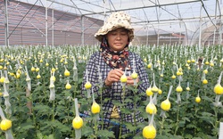 Thanh Hóa: Trồng hoa công nghệ cao bán Tết, bông to đẹp mê li, bán được giá cao 