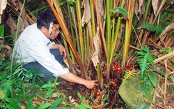 Lào Cai: Nông dân vô rừng rậm trồng loài cây gì mà bán 1 mùa quả cả trăm tỷ đồng, nhưng vẫn nhiều mối lo?