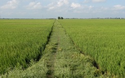 Điều kiện quan trọng để chuyển đổi đất trồng lúa sang đất ở năm 2021