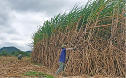 TTC Sugar tăng giá thu mua, nông dân trồng mía phấn khởi