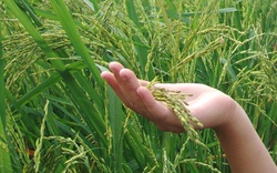 Long An: Giống lúa đặc sản gì đi trên bờ đã thấy mùi thơm, doanh nghiệp đặt mua giá 11.000 đồng/kg?