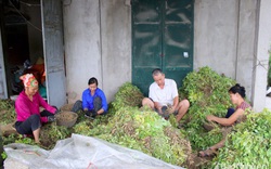 Nghệ An: Trồng thứ cây ra quả từng chùm vùi dưới đất, dân đào lên bán được giá cao