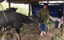 Nông dân Sìn Hồ chống rét cho “đầu cơ nghiệp”