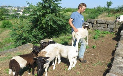 Công ty chuyên dọn dẹp cảnh quan sân vườn bằng cách... chăn cừu