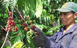 Giá nông sản hôm nay (2/1): Cà phê, tiêu có xu hướng tăng trong những ngày đầu năm