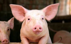 Bản tin giá nông sản 20/1: Giá lợn hôm nay thấp nhất 80.000 đồng/kg, giá tiêu có tín hiệu vui