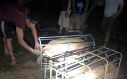 Lợn tìm đường xuất lậu sang Trung Quốc, kéo giá trong nước tăng cao