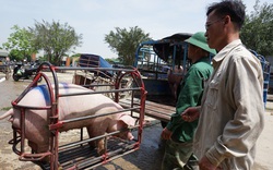 Giá nông sản hôm nay (20/1): Lợn hơi cả nước tiếp tục tăng, thấp nhất 80.000 đồng/kg