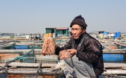 Quảng Ninh: Cả chục tấn cá song, cá giò chết bất thường hàng loạt, nông dân Quảng Yên xót xa lo mất Tết