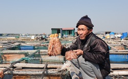 Nguyên nhân gây chết bất thường hàng tấn cá song ở tỉnh Quảng Ninh là do căn bệnh nghe tên đáng sợ này