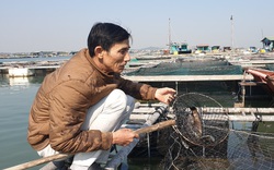 Quảng Ninh: Ngành chức năng vào cuộc tìm nguyên nhân hàng tấn cá song, cá giò chết bất thường