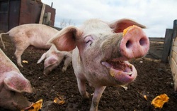 Giá nông sản hôm nay (21/1): Lợn hơi nhích nhẹ, cà phê đỏ rực trong ngày Tổng thống Mỹ nhậm chức