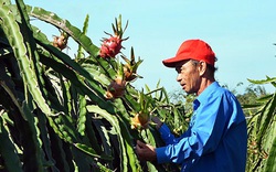 Bình Thuận: Các vườn trồng thanh long vắng lặng bất thường, thương lái tiết lộ lý do này