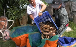 Một ông nông dân tỉnh Đồng Tháp bắt hàng tấn lươn không bùn toàn con to bự, thương lái tấp nập đến mua