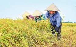 Giá nông sản hôm nay (22/1): Giá lúa gạo, hồ tiêu đi ngang, lợn hơi chưa hạ nhiệt