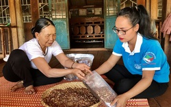 Gia Lai: Thứ hạt rụng đầy trong rừng, trước dân nhặt ăn chống đói, nay biết là quý hiếm mang đi bán đắt tiền