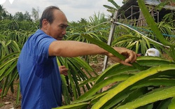 Thanh long rớt giá, nông dân Bình Thuận, Long An lo “mất” Tết